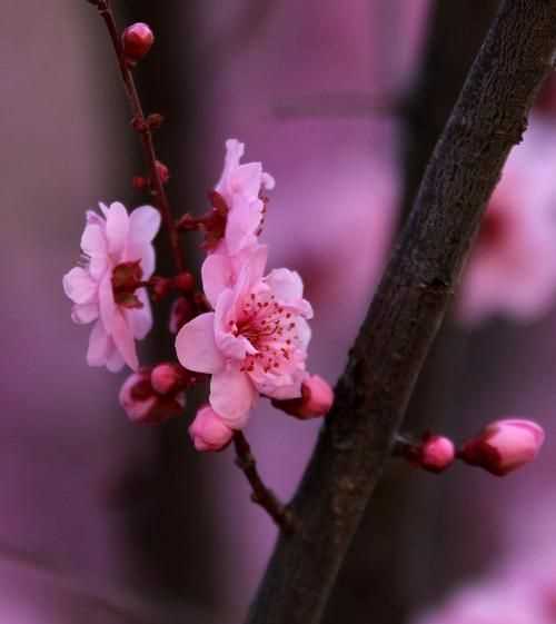 百花爭(zhēng)艷,花紅柳綠,春色滿園描寫什么季節(jié)