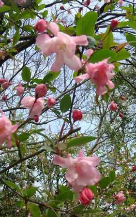 花紅柳綠屬于哪個(gè)季節(jié)的成語(yǔ)