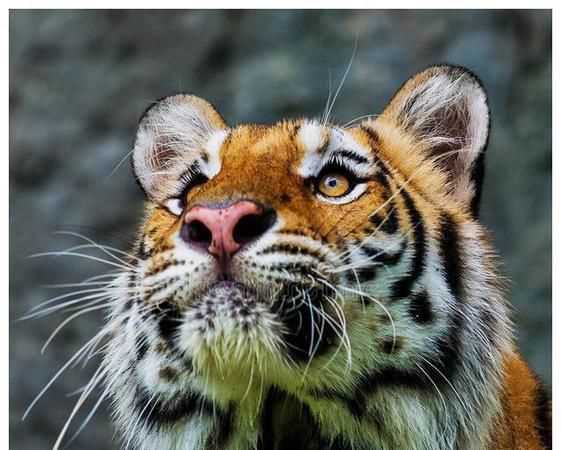 鳳頭虎尾打一字是什么字