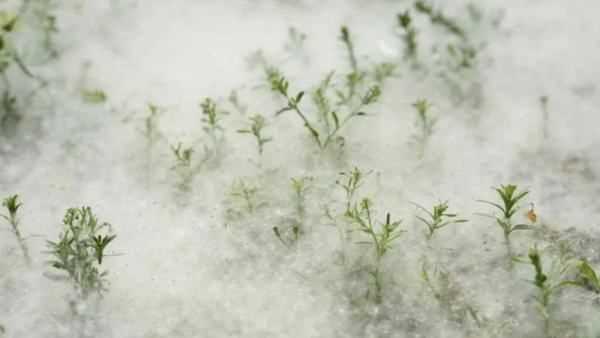 柳絮和楊絮什么時候飄,柳絮什么時候開始飄圖1