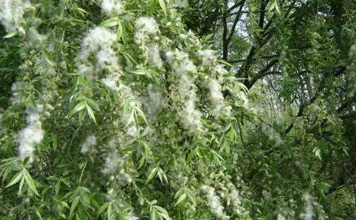 柳絮和楊絮什么時候飄,柳絮什么時候開始飄圖4