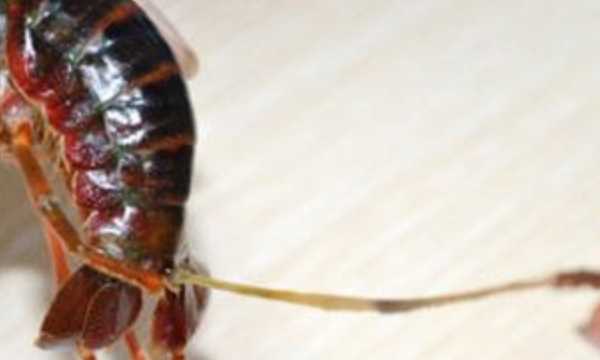 怎么洗蝦尾洗的干凈,蝦尾怎樣洗才能才干凈圖6