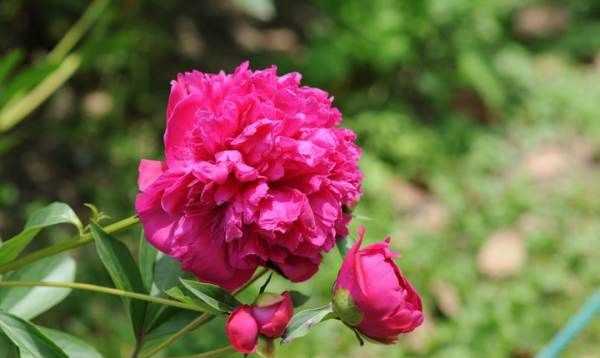 大芍藥花,芍藥花的養(yǎng)殖方法和注意事項圖2