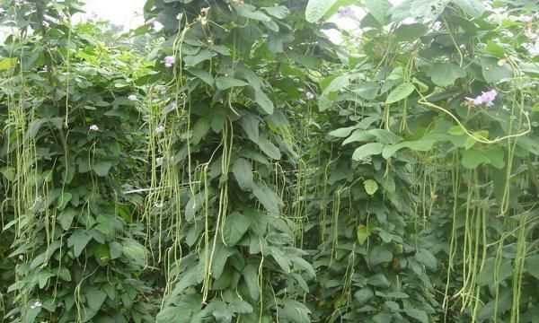 豆角放冰箱長了長銹斑怎么辦呢