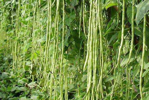 豆角出現(xiàn)銹斑是怎么回事,豆角放冰箱長了長銹斑怎么辦呢圖3