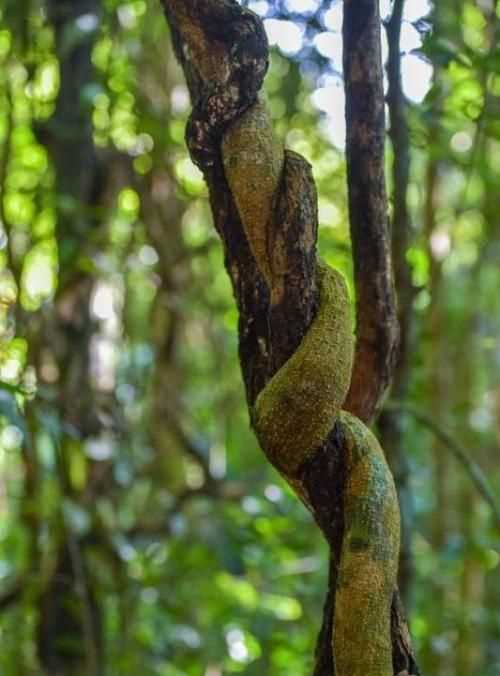 熱帶雨林有什么危險的東西?