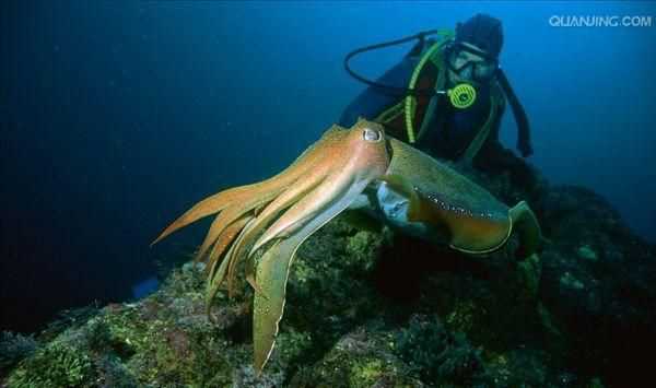 海中霸王是什么動物