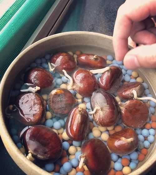 生板栗有點(diǎn)發(fā)芽的跡象，還能不能吃買的生板