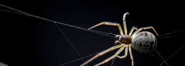 蜘蛛怕花露水味道,蜘蛛怕花露水味道嗎圖2