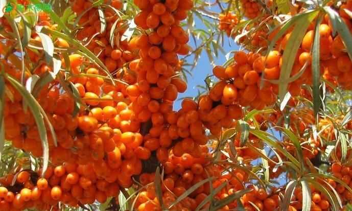 自己摘沙棘果冷凍影響質(zhì)量嗎