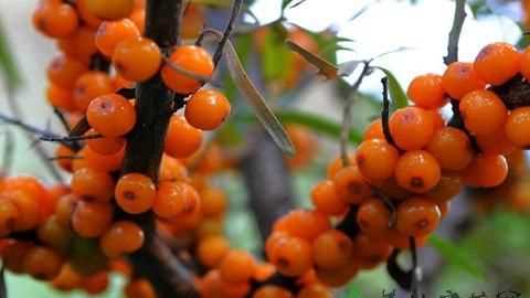 沙棘果冷凍了應(yīng)該怎么吃呀，一次吃多少，我的果是新鮮的