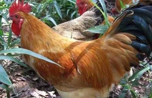 公雞閹與不閹的區(qū)別,閹過的公雞和沒閹過的公雞有什么區(qū)別嗎圖5