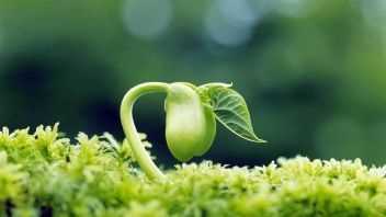 植物是怎么傳播種子的,植物哪些傳播方法二年級(jí)圖1