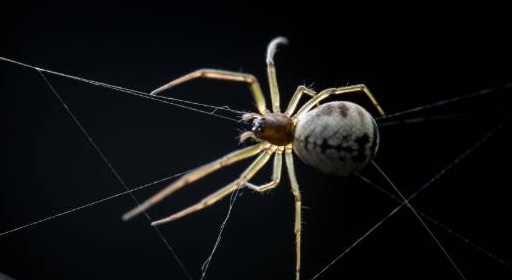 大蜘蛛會咬人,大蜘蛛進家里會咬人嗎圖3