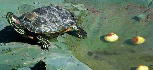 烏龜?shù)霸趺闯?烏龜?shù)翱梢猿詥嵊惺裁礌I(yíng)養(yǎng)圖1