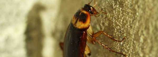 北方家里有蟑螂原因,北方家里有蟑螂是什么原因造成的圖4