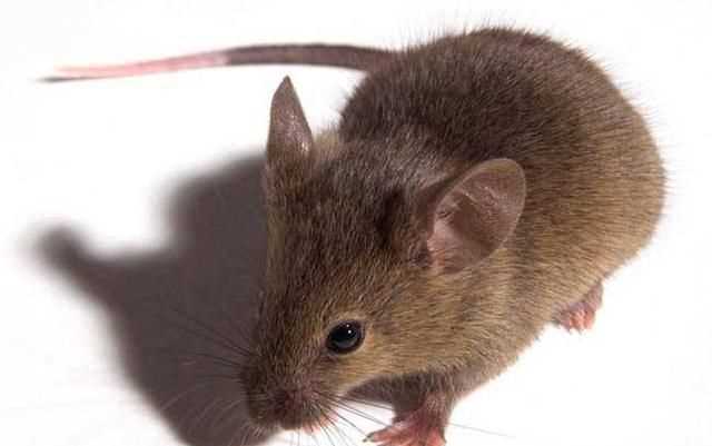 老鼠可以吃么