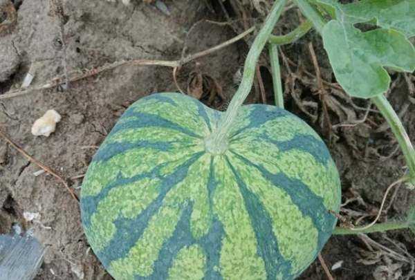 如何儲存西瓜4個月,西瓜怎么保存的時間長一點圖3