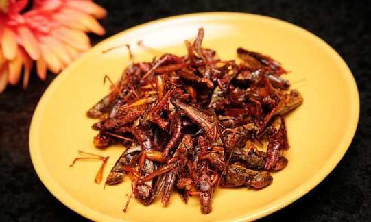 螞蚱可以吃,農(nóng)村草叢里常見的螞蚱圖片圖1