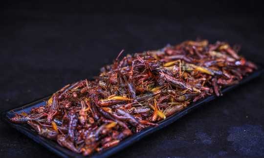 螞蚱可以吃,農(nóng)村草叢里常見的螞蚱圖片圖3