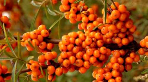 在山西五臺(tái)山見(jiàn)到一種植物叫什么