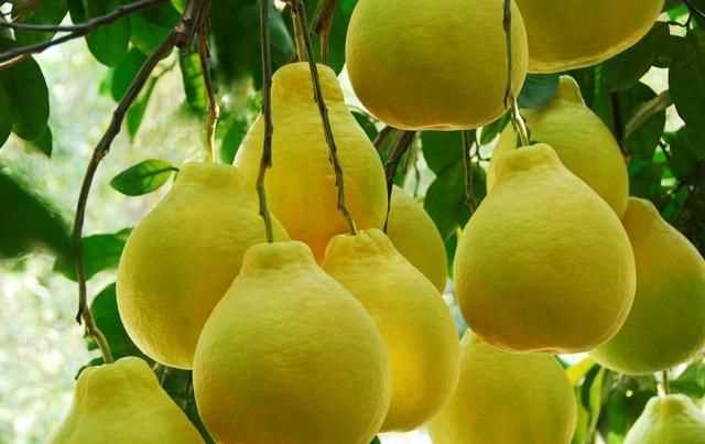 柚子苦能吃嗎，柚子皮薄吃起來苦苦地怎么回事，還能吃嗎？圖2