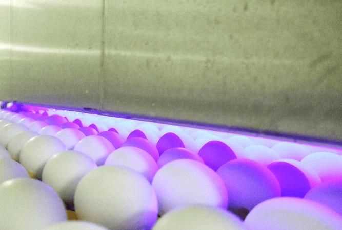 如何自制無菌蛋