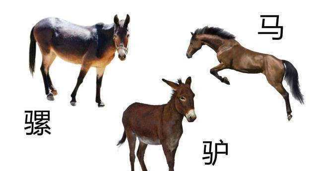 真三騾子真名叫什么