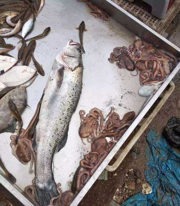 海鮮爆頭是什么東西,海邊有些漁民吃八爪魚動不動就是爆頭的圖4