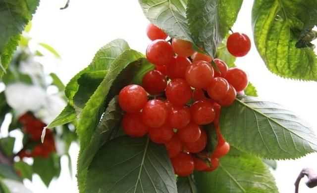 櫻桃放多久會變味，冰糖櫻桃汁能存放多久？圖2