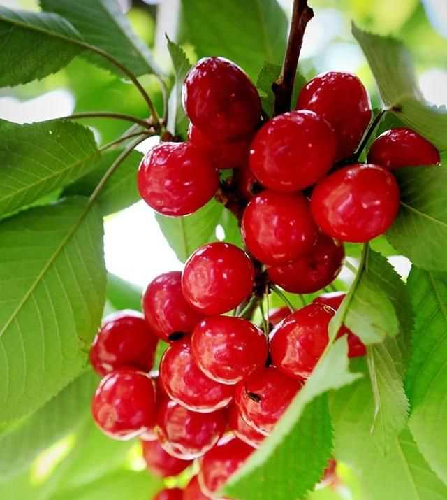 櫻桃放多久會變味，冰糖櫻桃汁能存放多久？圖3