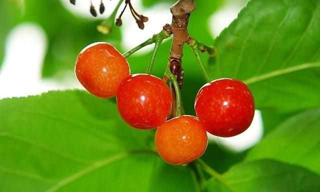 櫻桃放多久會變味，冰糖櫻桃汁能存放多久？圖5