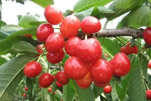 櫻桃放多久會變味，冰糖櫻桃汁能存放多久？圖6