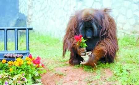 什么動物不怕打雷不怕下雨的