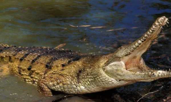 不怕打雷下大雨的動物,只怕雨水不怕風什么動物圖3