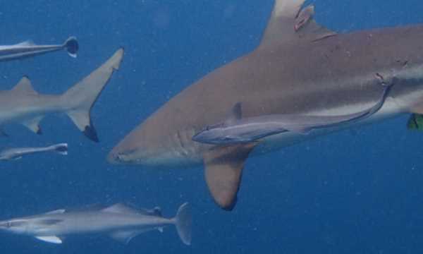 不怕打雷下大雨的動物,只怕雨水不怕風什么動物圖4