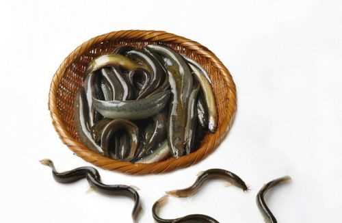 泥鰍死掉可以吃嗎