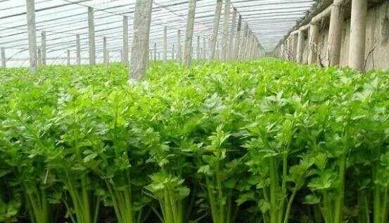 芹菜屬于什么類蔬菜，芹菜是我們常吃的一種蔬菜，都有哪些種類？如何種植才能高產(chǎn)？圖2