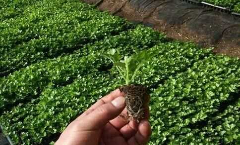 芹菜屬于什么類蔬菜，芹菜是我們常吃的一種蔬菜，都有哪些種類？如何種植才能高產(chǎn)？圖4