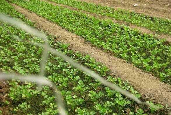 芹菜屬于什么類蔬菜，芹菜是我們常吃的一種蔬菜，都有哪些種類？如何種植才能高產(chǎn)？圖5