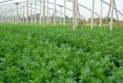 芹菜屬于什么類蔬菜，芹菜是我們常吃的一種蔬菜，都有哪些種類？如何種植才能高產(chǎn)？圖6
