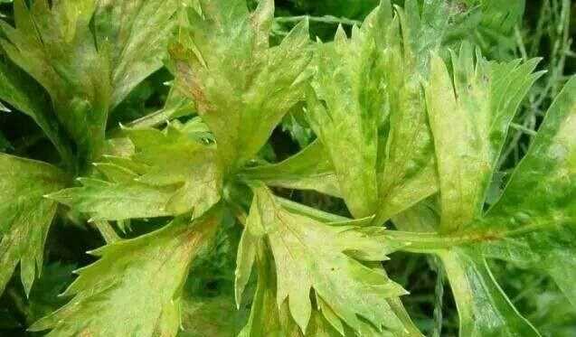 芹菜屬于什么類蔬菜，芹菜是我們常吃的一種蔬菜，都有哪些種類？如何種植才能高產(chǎn)？圖7