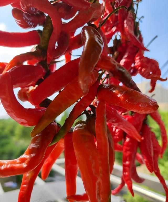 辣椒怎么曬干不變色，怎么曬干辣椒不變色？圖2