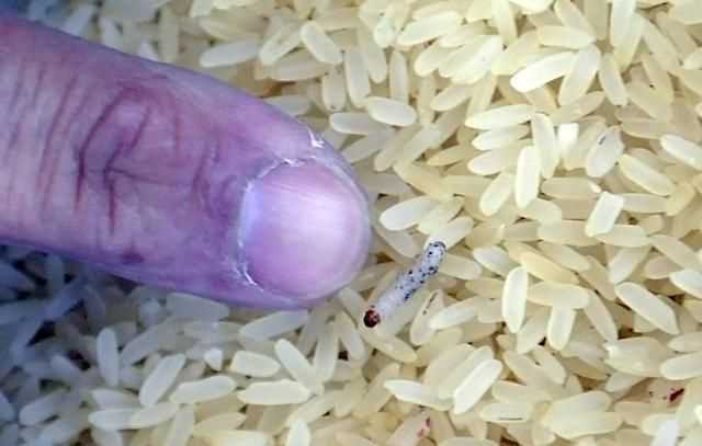 米里有很多黑蟲子還能吃嗎?