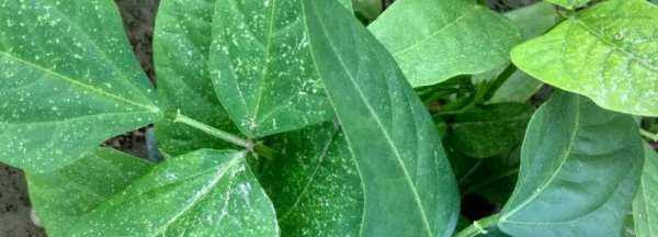 豆角葉有什么功效作用,豆角有什么功效和作用圖1