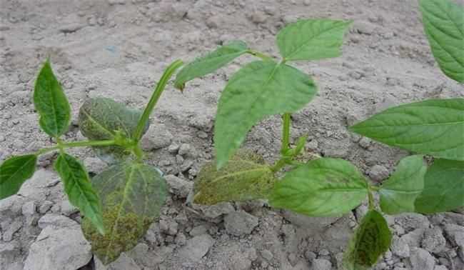 豆角葉煮湯吃可以減肥嗎