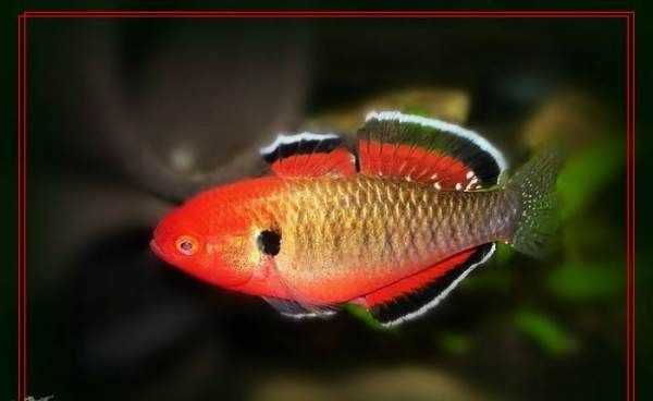 塘鱧的營養(yǎng)價值,塘鲺的作用圖1