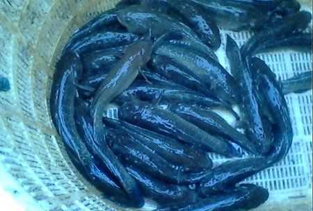 塘鱧的營養(yǎng)價值,塘鲺的作用圖2