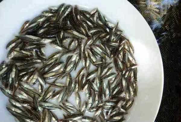 塘鱧的營養(yǎng)價值,塘鲺的作用圖5