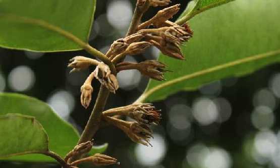 金香欖可以直接吃,生橄欖嚼著吃致癌 能不能直接嚼著吃生橄欖呢圖1